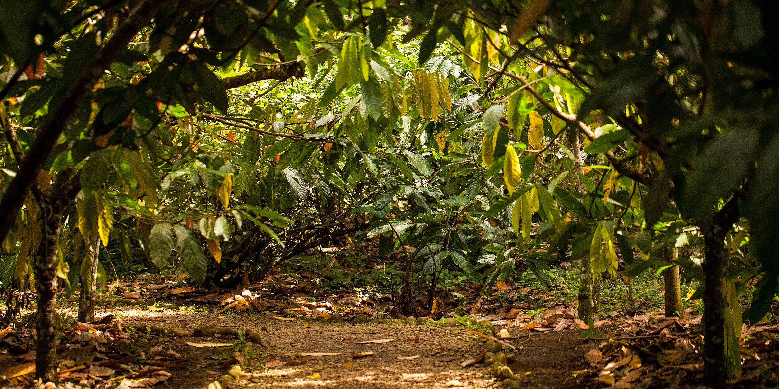 Why Heart Healer® Ceremonial Grade Cacao is Essential for Your Wellness Routine